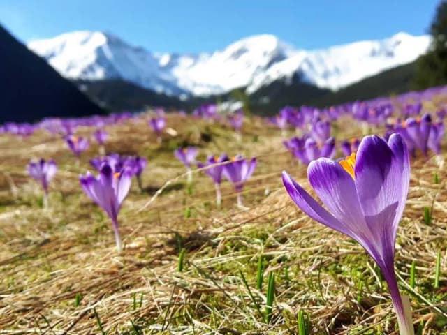 Najpiękniejszy szlak do krokusów w Dolinie Chochołowskiej: kompletna trasa Najpiękniejszy szlak do krokusów w Dolinie Chochołowskiej: kompletna trasa