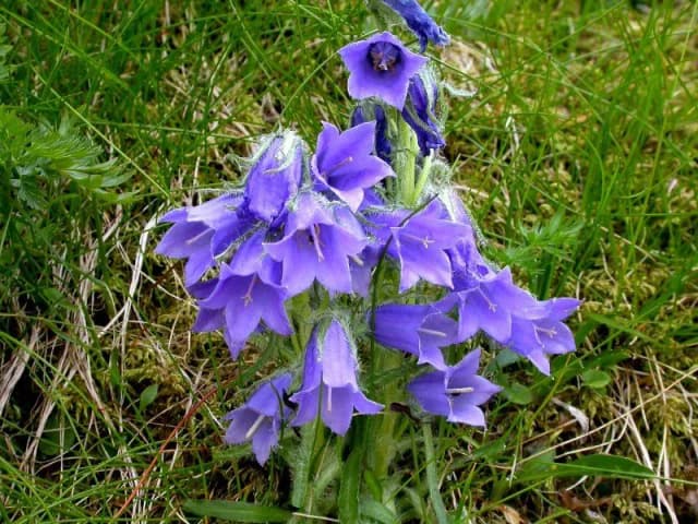 Dzwonek alpejski w Tatrach: fascynująca flora wysokogórska Dzwonek alpejski w Tatrach: fascynująca flora wysokogórska